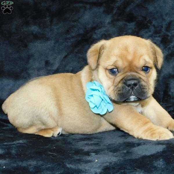 Teddy, Miniature Bulldog Puppy